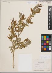 Foto von Salix eriocephala var. watsonii (Bebb) Dorn